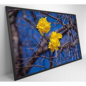 Quadro Flores De Ipê Amarelo Em árvore Do Cerrado Medidas 60x90 Cm Impressão Vidro Acrílico