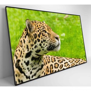 Quadro Onça Pintada No Pantanal Medidas 90x60 Cm Impressão Vidro Acrílico