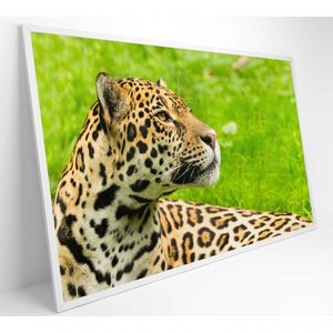 Quadro Onça Pintada No Pantanal Medidas 90x60 Cm Impressão Adesivo Fotográfico