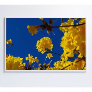 Quadro árvore Ipê Amarelo No Céu Azul Medidas 80x120 Cm Impressão Tecido Canvas