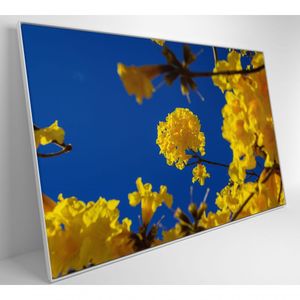 Quadro árvore Ipê Amarelo No Céu Azul Medidas 40x60 Cm Impressão Vidro Acrílico