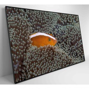 Quadro Peixe Palhaço Em Anêmona No Mar Medidas 60x40 Cm Impressão Vidro Acrílico