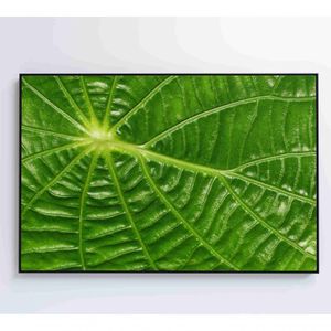 Quadro Folha Floresta Amazônica Medidas 90x60 Cm Impressão Vidro Acrílico