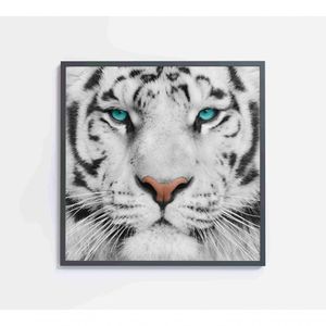 Quadro Tigre Branco Medidas 80x80 Cm Impressão Vidro Acrílico