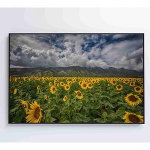 Quadro Campo De Girassóis Medidas 60x40 Cm Impressão Vidro Acrílico