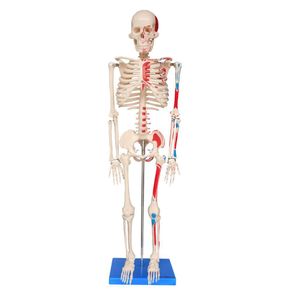 Torso Humano De 45 Cm + Esqueleto De 85 Cm Com Inserções Musculares