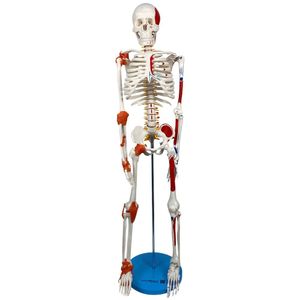 Torso Bissexual De 45 Cm + Esqueleto De 85 Cm Com Ligamentos