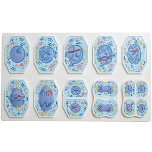 Conjunto De Meiose Em 10 Partes