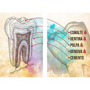 Quadro Decorativo Estrutura Do Dente 2 Telas