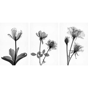 Quadro Decorativo Flor Em Raio X Branco 3 Telas