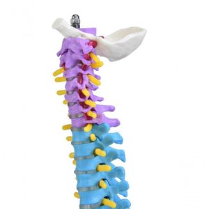 Coluna Vertebral Colorida E Flexível De 40 Cm Com Base