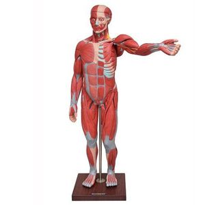 Manequim Muscular De 1,70 Com órgãos Interno Em 29 Partes