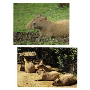 Kit 2 Quebra-cabeças Animais Capivaras De 60 Peças