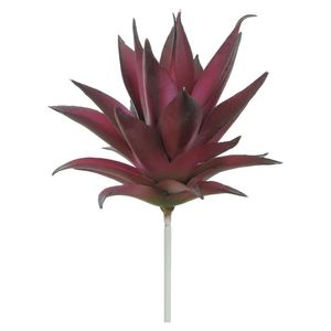 Suculenta Agave Vermelho Purpura 15cm 42313004