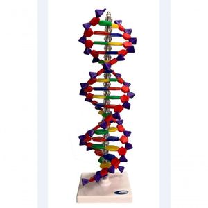 Dupla Hélice De Dna Com 40cm.