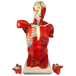 Torso Muscular 108 Cm, Bissexual/assexuado, Com órgãos Internos, Em 27 Partes