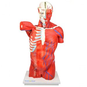 Torso Bissexual Muscular De 94cm C- 27 Partes C- Base De Madeira