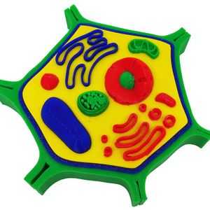 Célula Vegetal 14 Cm Impressão 3d Maquete Biologia Citologia