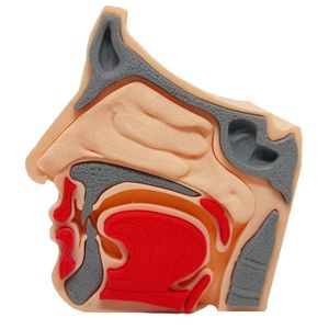 Anatomia Nasal Modelo 3d Otorrino Garganta Epiglote Concha Boca