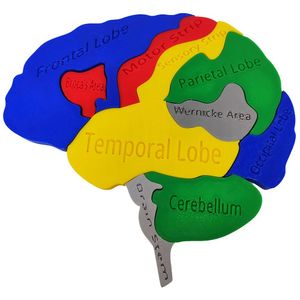 Quebra-cabeça Anatomia Cerebral Lóbulos 3d Partes Colorido